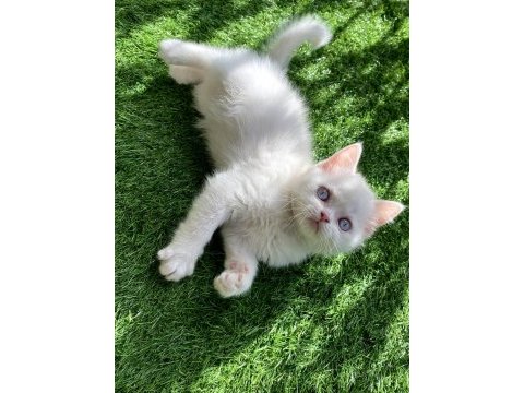 Pamuk gibi yavru british shorthair