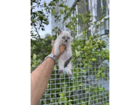 Blue point british shorthair bebekler