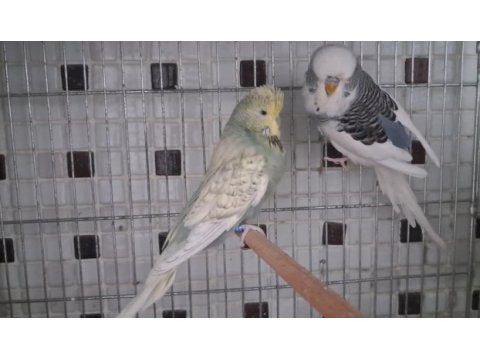 Show jumbo renk güzeli çift muhabbet kuşu