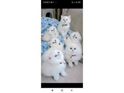 British shorthair yavrular