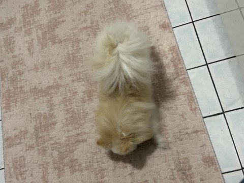 Dişi pomeranian 1 yaşını doldurdu