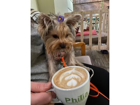 Mini yorkshire terrier yavruları