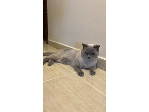 1 yaşında erkek kedimi sahiplendireceğim