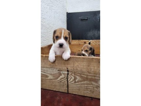 Beagle yavrular ırk garantilidir