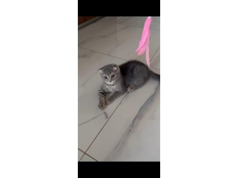 Oyuncu uygun yavru british shorthair kedimiz