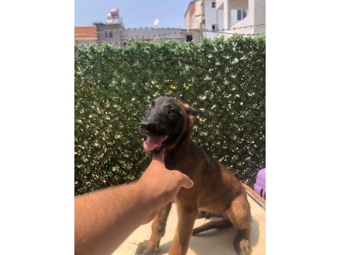 Minik timsahlar belçika kurdu yavruları