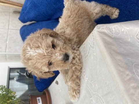 4 aylık f1 maltipoo