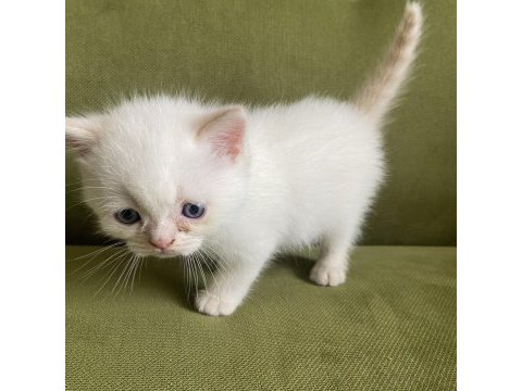 10 nisan doğumlu british shorthair