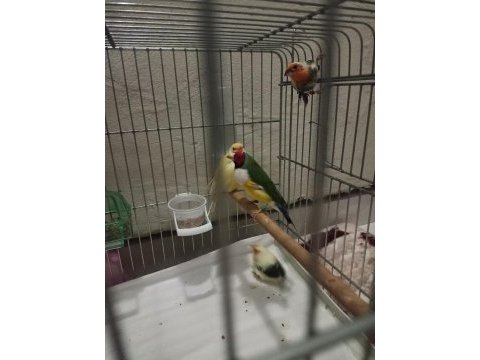 Ağır parçalı parrot takım kuşlar