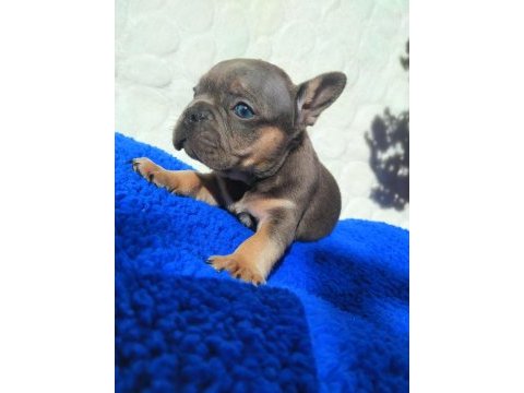 Egzotic french bulldog yavruları izmir