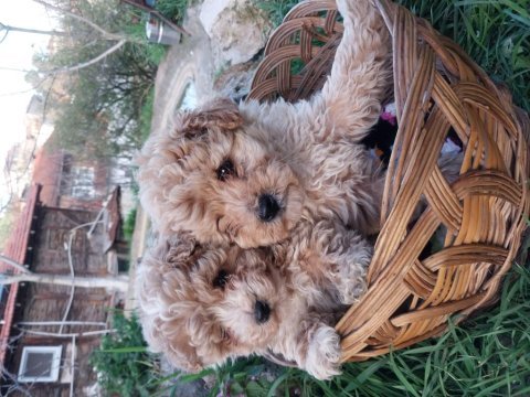 Maltipoo yavrularımız
