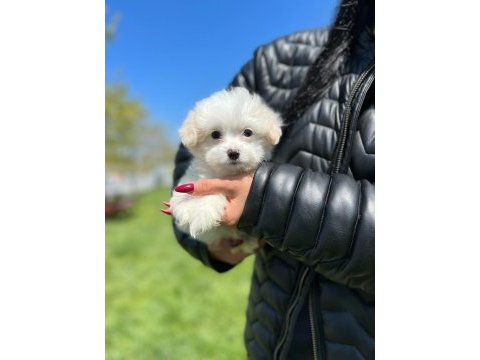 Minik akıllı maltipoo erkeğim