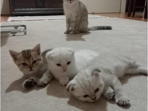 Scottish fold