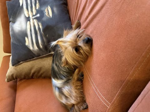 Safkan dişi yorkshire terrier