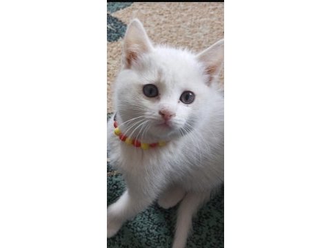 3 aylık kedimiz için ulaşın