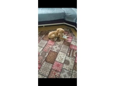 Harika golden retriever yavrusu