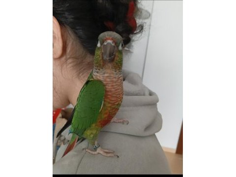 Green check konur papağanı