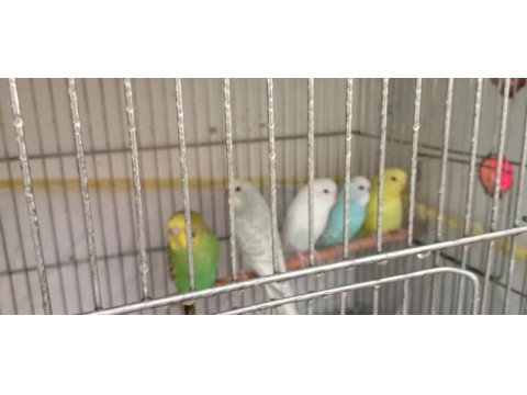 Muhabbet kuşu yavru ve yetişkin