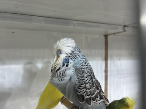 Sezona hazır damızlık show jumbo kuşlar
