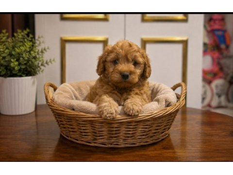 Harika poodle çocuklar