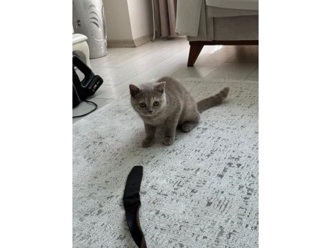 2 aylık british kedilerimiz vardır