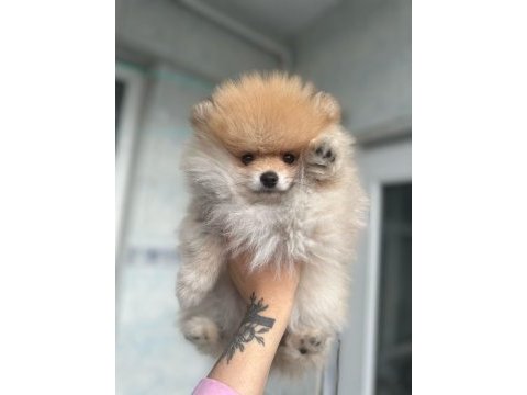 2 aylık erkek pomeranian boo