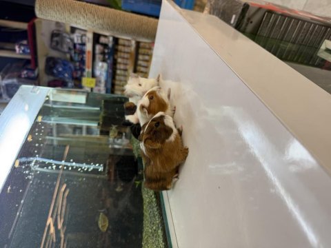 Ginepig yavruları citypetshop