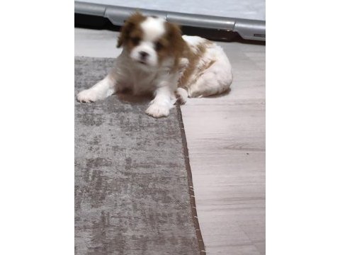 Ev ortamından safkan anne babanın cavalier çocukları