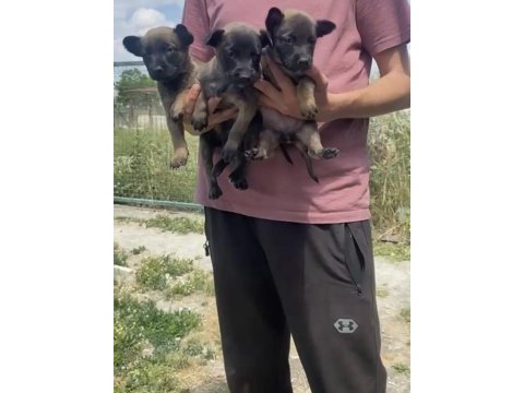Koyu maskeli a kalite malinois yavrular