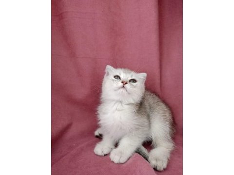 Scottish fold 3 aylık