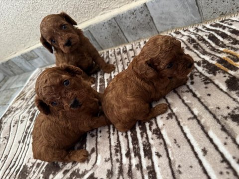 Ev ortamında büyüyen safkan poodle yavrular