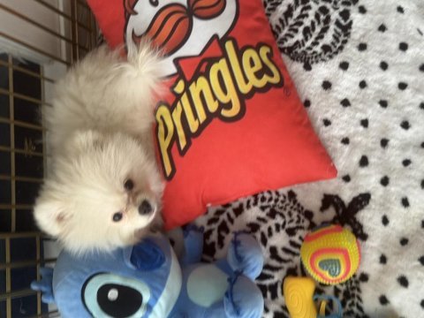 Uslu zeki pomeranian boo dünyalar tatlısı yavrumuz