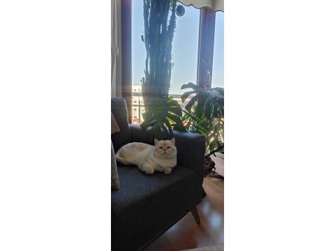 Şecereli brıtısh shorthaır ny1133