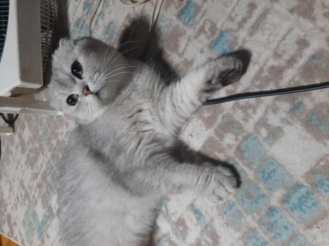 Anne kedimizi sahiplendiriyoruz