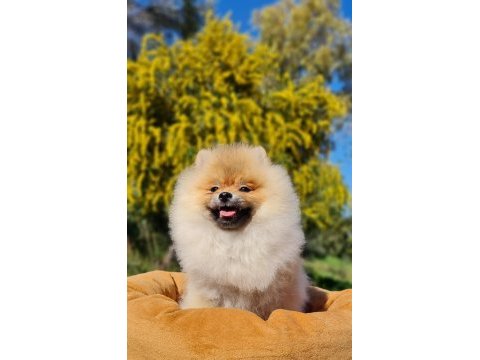 6 aylık dişi şecereli teddy face pomeranian boo