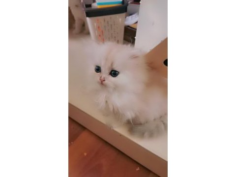 Tombul şirin silver british longhair erkek