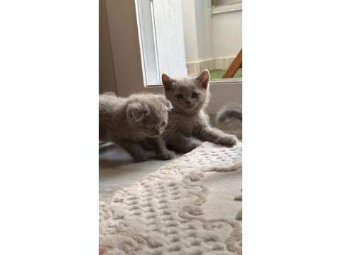 0-2 aylık scottish fold yavrular