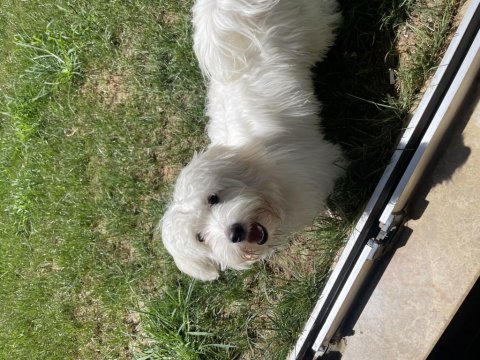 8 aylık bütün aşıları yapılmış çipli köpek