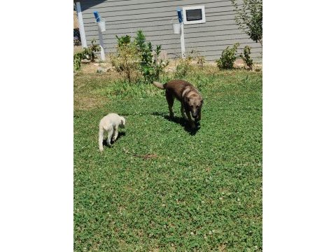 2 yaş dişi orjinal belçika kurdu