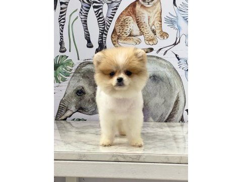 Sevimli pomeranian yavrular