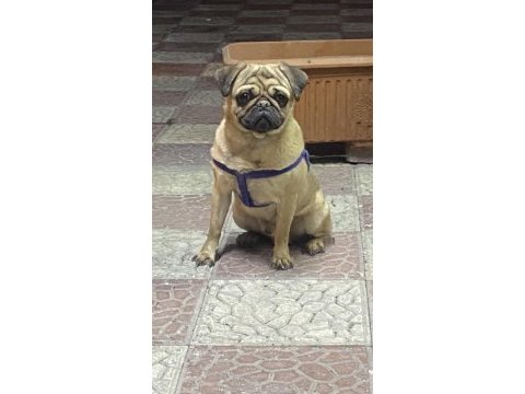 1.5 yaşında orjinal gül kuyruk pug damızlık