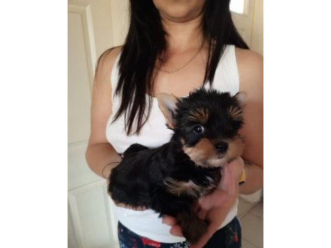 Yorkshire terrier