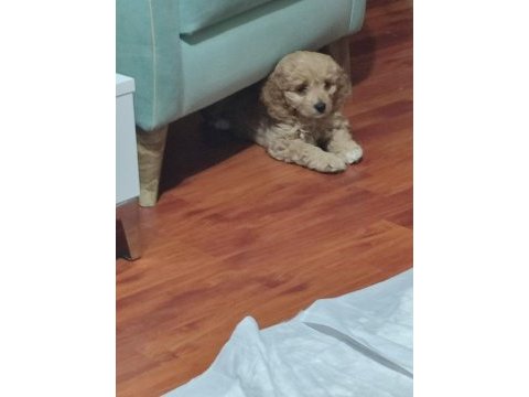 Antialerjenik cavapoo yavruları