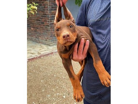 King doberman yavruları