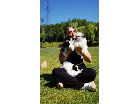 Muhteşem pomeranian boo yavruları 