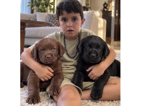 Labrador retriever yavrularımız yeni ailelerini bekliyor