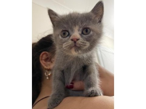 Mükemmel blue point ve british shorthair yavrular