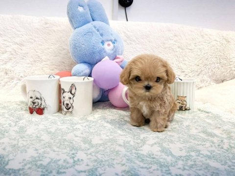 Maltipoo kore babanin muhteşem yavruları