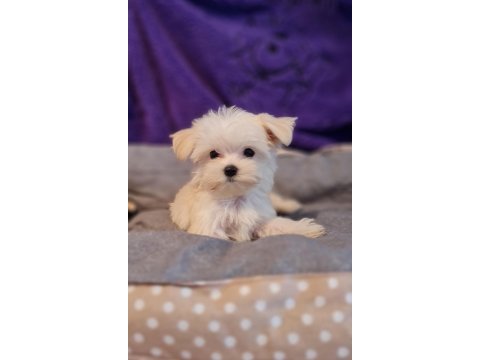 Orjinal teacup morkie yavrularımız