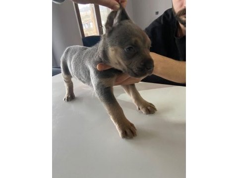 A kalite cane corso safkan blue ve blue tan